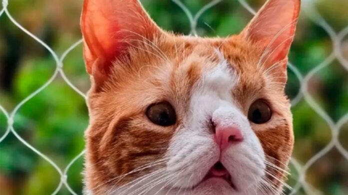 1010x567_titan-gatito-519333-205907